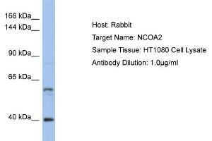 anti-Nuclear Receptor Coactivator 2 (NCOA2) (Middle Region) antibody