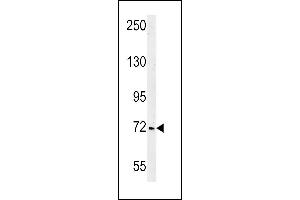 SHCBP1 anticorps  (C-Term)