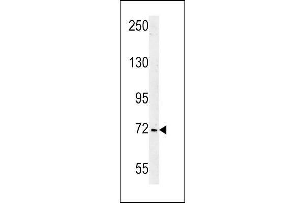 SHCBP1 antibody  (C-Term)