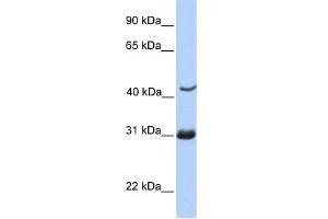 Image no. 1 for anti-Nucleoporin 35kDa (NUP35) (C-Term) antibody (ABIN2774020)