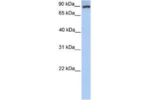 Image no. 3 for anti-phosphoenolpyruvate Carboxykinase 1 (Soluble) (PCK1) (Middle Region) antibody (ABIN2777603)