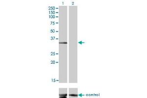 Image no. 3 for anti-Musashi Homolog 2 (MSI2) (AA 1-328) antibody (ABIN530525)
