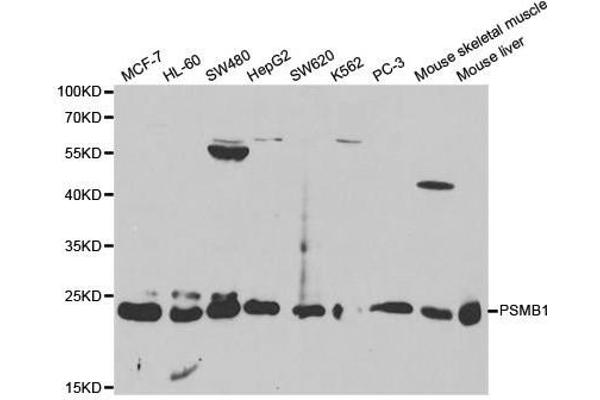 PSMB1 antibody  (AA 29-241)