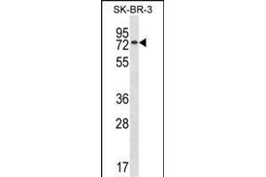 MBD4 antibody  (AA 323-351)
