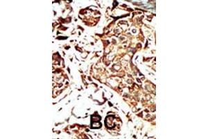 Image no. 2 for anti-Bromodomain Containing 3 (BRD3) (AA 672-702), (C-Term) antibody (ABIN392610)
