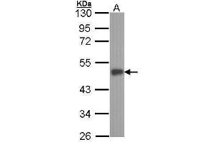 Image no. 3 for anti-E74-Like Factor 3 (Ets Domain Transcription Factor, Epithelial-Specific) (ELF3) (C-Term) antibody (ABIN2854672)