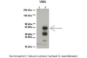 Image no. 2 for anti-Mitochondrial Antiviral Signaling Protein (MAVS) (N-Term) antibody (ABIN2783802)