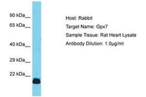 Image no. 1 for anti-Glutathione Peroxidase 7 (GPX7) (AA 105-154) antibody (ABIN6750347)