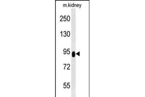 ZBTB41 antibody  (AA 263-292)