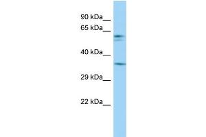 Image no. 1 for anti-Peroxisomal Biogenesis Factor 12 (PEX12) (C-Term) antibody (ABIN2775644)