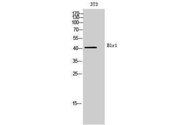 anti-Chemokine (C-X-C Motif) Receptor 5 (CXCR5) (Internal Region) antibody