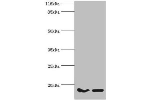 POP7 antibody  (AA 1-140)