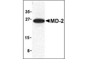 Image no. 1 for anti-Lymphocyte Antigen 96 (LY96) (Center) antibody (ABIN500262)