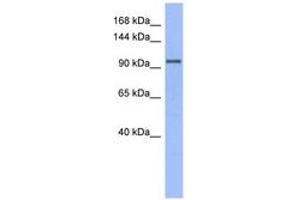 Image no. 1 for anti-MutS Homolog 4 (E. Coli) (MSH4) (AA 107-156) antibody (ABIN6743063)