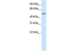 Image no. 1 for anti-Zinc Finger Protein 823 (ZNF823) (Middle Region) antibody (ABIN1109608)