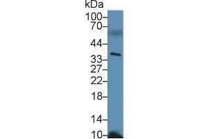 Image no. 2 for anti-Peptidylprolyl Isomerase E (Cyclophilin E) (PPIE) (AA 12-286) antibody (ABIN1860289)