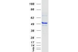 Image no. 1 for Tubulin, gamma 1 (TUBG1) protein (Myc-DYKDDDDK Tag) (ABIN2734586)