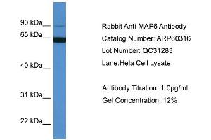 Image no. 2 for anti-Microtubule-Associated Protein 6 (MAP6) (N-Term) antibody (ABIN2788399)