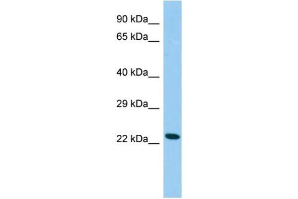 anti-Cysteine Dioxygenase, Type I (CDO1) (C-Term) antibody
