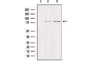NCKIPSD antibody  (Internal Region)