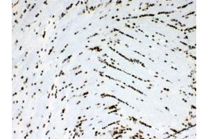 Image no. 3 for anti-Musashi Homolog 1 (Drosophila) (MSI1) (AA 21-54) antibody (ABIN5647867)