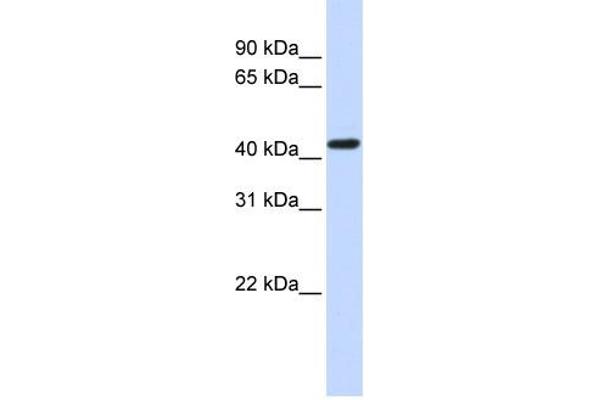 anti-Opioid Receptor, kappa 1 (OPRK1) (N-Term) antibody