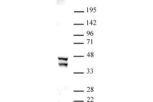 Image no. 1 for anti-Sirtuin 2 (SIRT2) (C-Term) antibody (ABIN6972719)