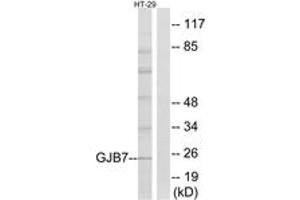 Image no. 1 for anti-Gap Junction Protein, beta 7, 25kDa (GJb7) (AA 21-70) antibody (ABIN1534933)
