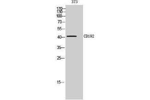 Image no. 1 for anti-Chemokine (C-C Motif) Receptor 2 (CCR2) (Internal Region) antibody (ABIN3181473)