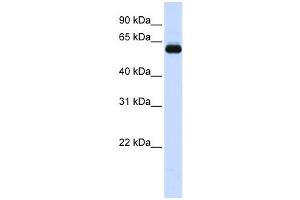 Image no. 1 for anti-Tripartite Motif Containing 60 (TRIM60) antibody (ABIN2458749)