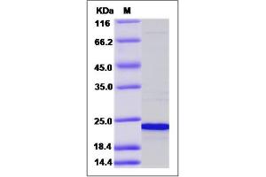 Image no. 1 for Cold Inducible RNA Binding Protein (CIRBP) (AA 1-172) protein (His tag) (ABIN2006286)
