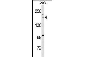 BAZ1B Antibody (N-term) (ABIN1539094 and ABIN2838323) western blot analysis in 293 cell line lysates (35 μg/lane).