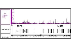 Image no. 1 for anti-Tet Methylcytosine Dioxygenase 1 (TET1) (AA 1682-1914) antibody (ABIN6972857)