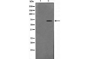 Image no. 2 for anti-Ceramide Kinase-Like (CERKL) (Internal Region) antibody (ABIN6260772)