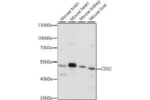 CDS2 Antikörper  (AA 1-100)