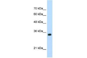 Image no. 1 for anti-Apolipoprotein B mRNA Editing Enzyme, Catalytic Polypeptide-Like 3D (APOBEC3D) (N-Term) antibody (ABIN2776650)