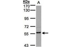 Image no. 2 for anti-Regulator of G-Protein Signaling 14 (RGS14) (AA 504-516) antibody (ABIN784000)