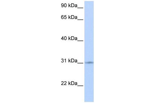 anti-Zinc Finger Protein 146 (ZNF146) (Middle Region) antibody