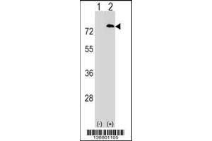 Image no. 2 for anti-Paf1, RNA Polymerase II Associated Factor, Homolog (PAF1) (AA 439-467), (C-Term) antibody (ABIN1537336)