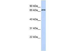 anti-Zinc Finger Protein 778 (ZNF778) (N-Term) antibody