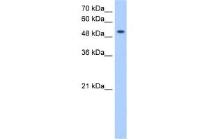 Image no. 1 for anti-MFNG (MFNG) (C-Term) antibody (ABIN2783426)