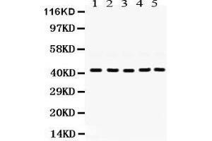 Image no. 1 for anti-Guanine Nucleotide Binding Protein (G Protein), Q Polypeptide (GNAQ) (AA 102-138), (N-Term) antibody (ABIN3043833)