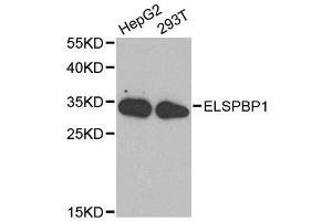 Image no. 2 for anti-Epididymal Sperm Binding Protein 1 (ELSPBP1) antibody (ABIN3023053)