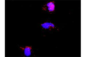 Image no. 4 for anti-Protein Inhibitor of Activated STAT, 2 (PIAS2) (AA 385-473) antibody (ABIN563927)