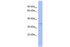 Image no. 1 for anti-serine/arginine-Rich Splicing Factor 10 (SRSF10) (N-Term) antibody (ABIN2779003)