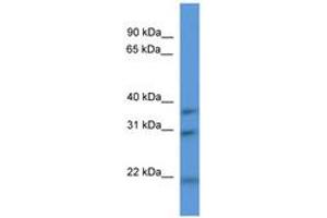 Image no. 1 for anti-NECAP Endocytosis Associated 1 (NECAP1) (AA 90-139) antibody (ABIN6746404)