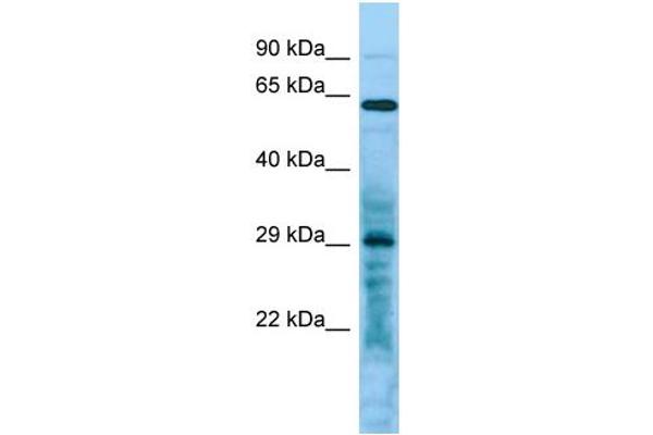 LRRC10 antibody  (C-Term)