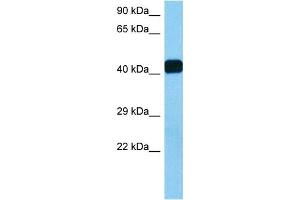 Image no. 7 for anti-Homeodomain Interacting Protein Kinase 2 (HIPK2) (Middle Region) antibody (ABIN2779735)