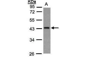 Image no. 1 for anti-Guanine Nucleotide Binding Protein (G Protein), alpha Z Polypeptide (GNaZ) (Center) antibody (ABIN2856199)