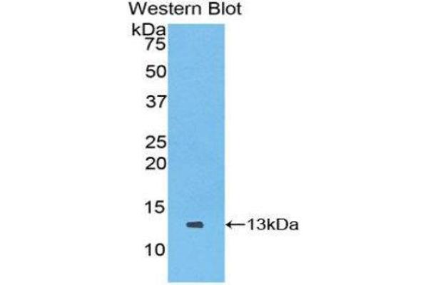 anti-Chemokine (C Motif) Ligand 1 (XCL1) (AA 27-107) antibody